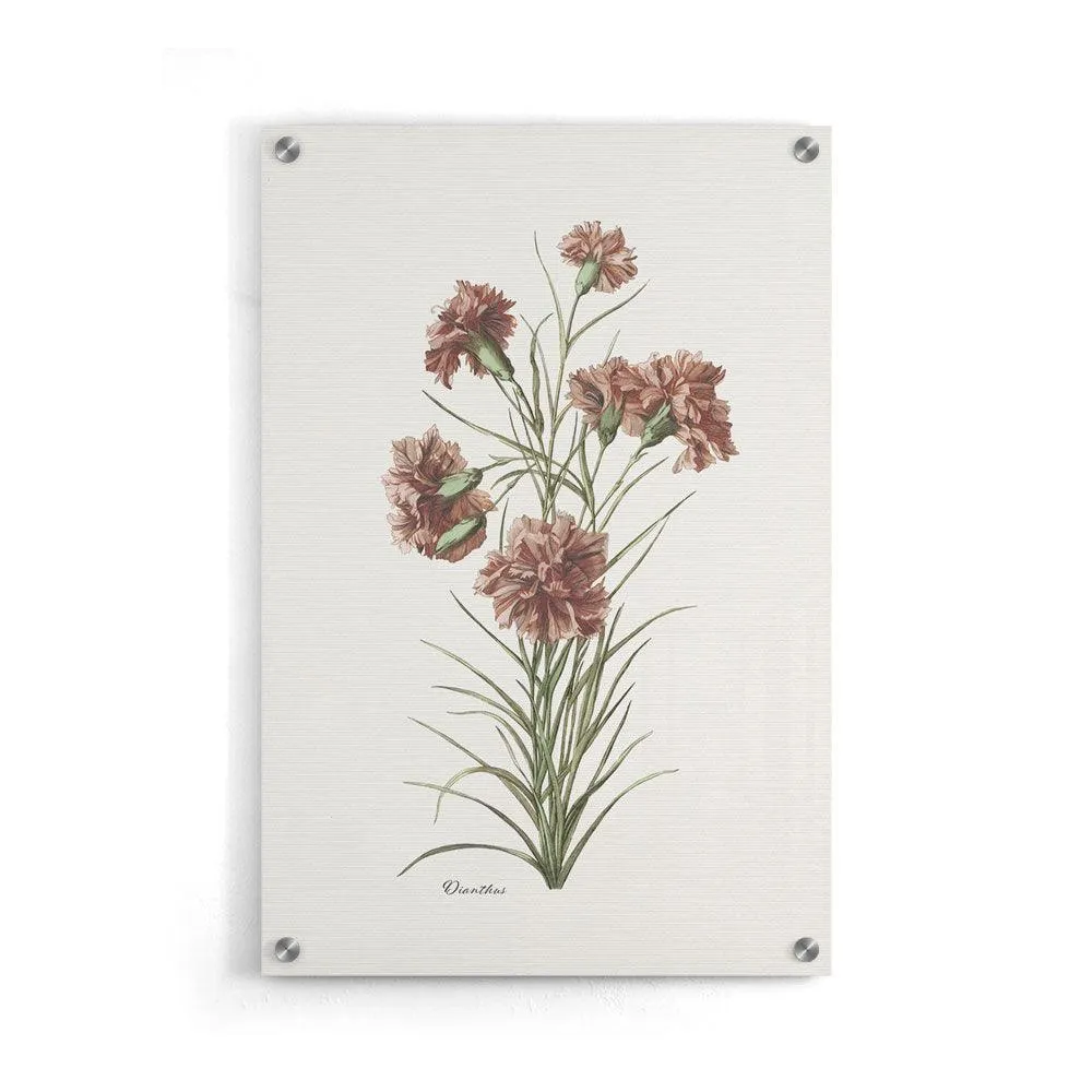 Dianthus