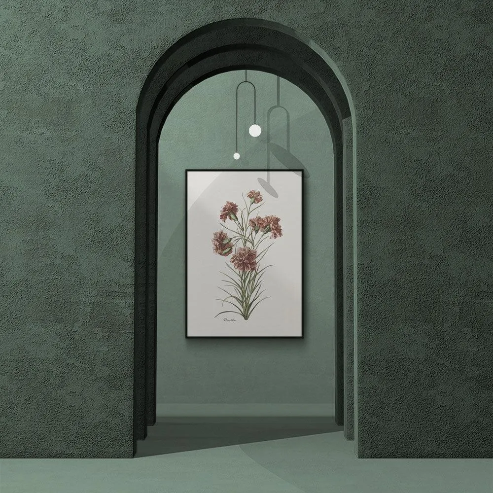 Dianthus