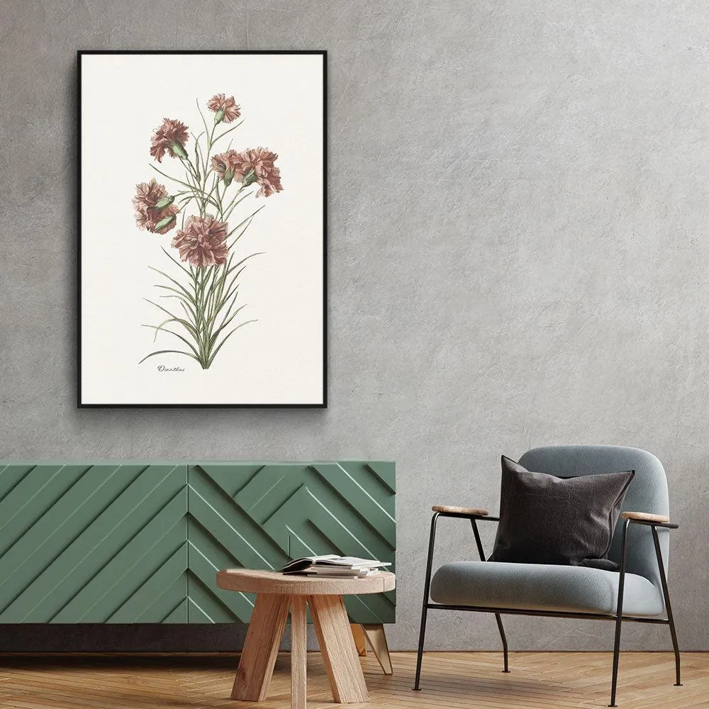 Dianthus