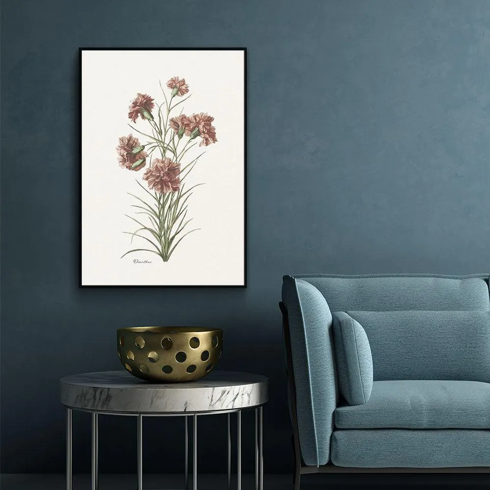Dianthus