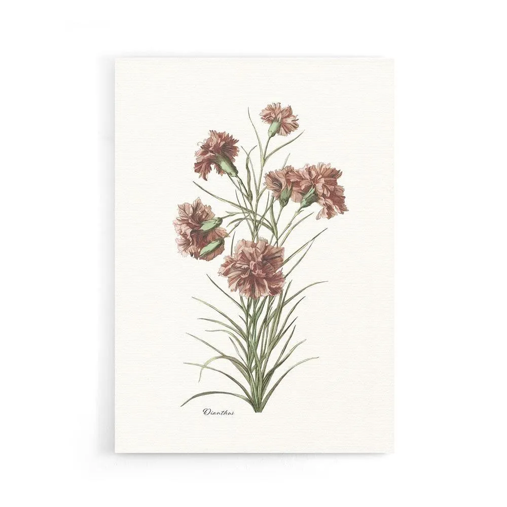 Dianthus
