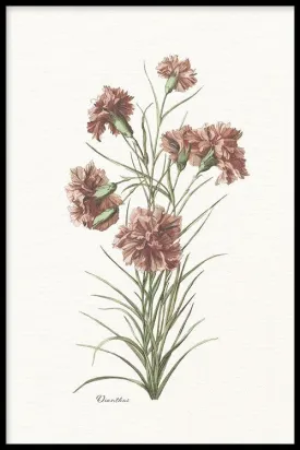 Dianthus