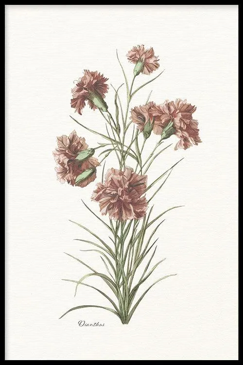 Dianthus